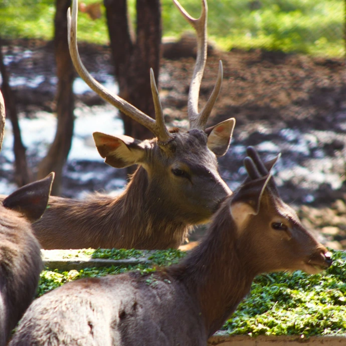 Three deer with antlers in a forest setting